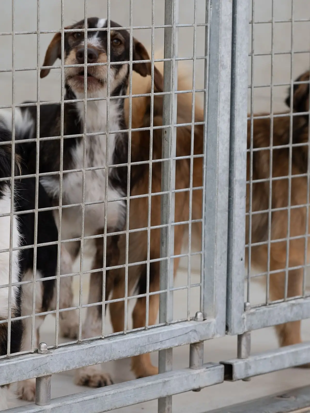 Bild zu: "Fünf Hunde sterben in illegaler Hundepension"