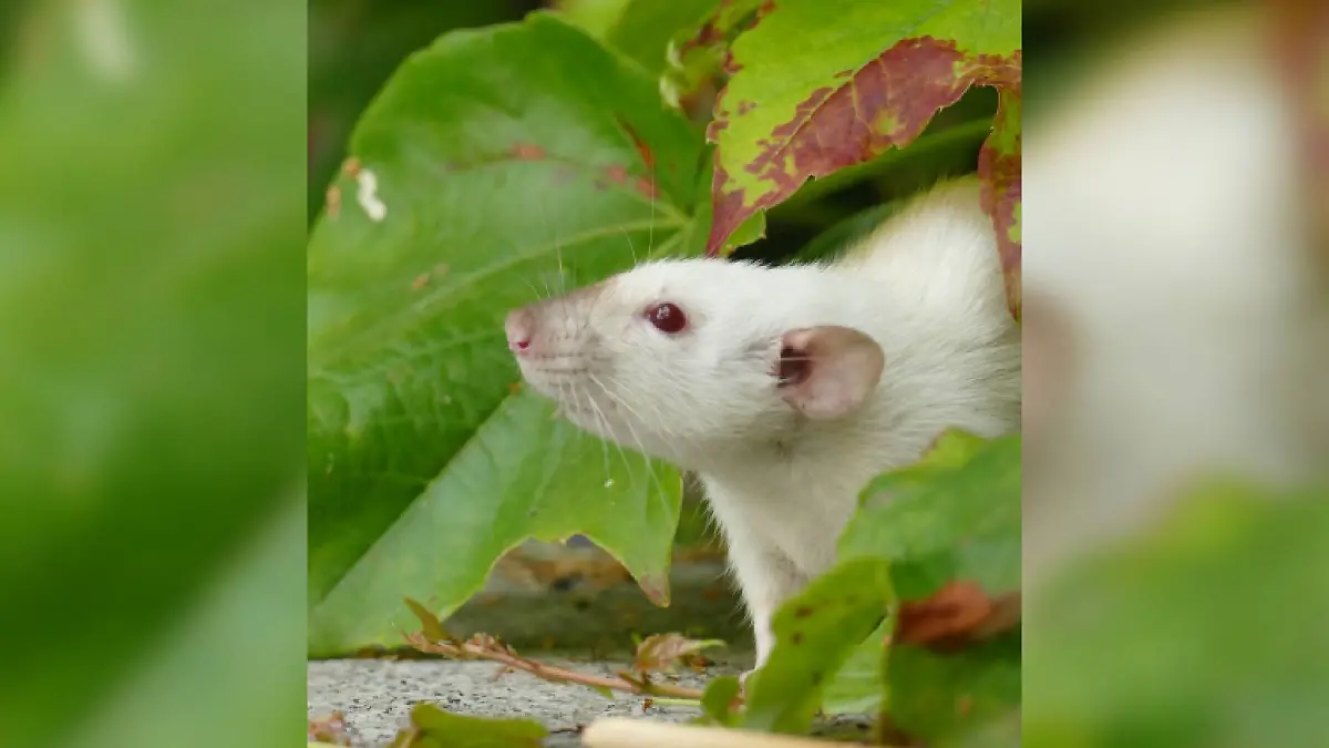 Etwa 40 Ratten wurden in Lübeck ausgesetzt