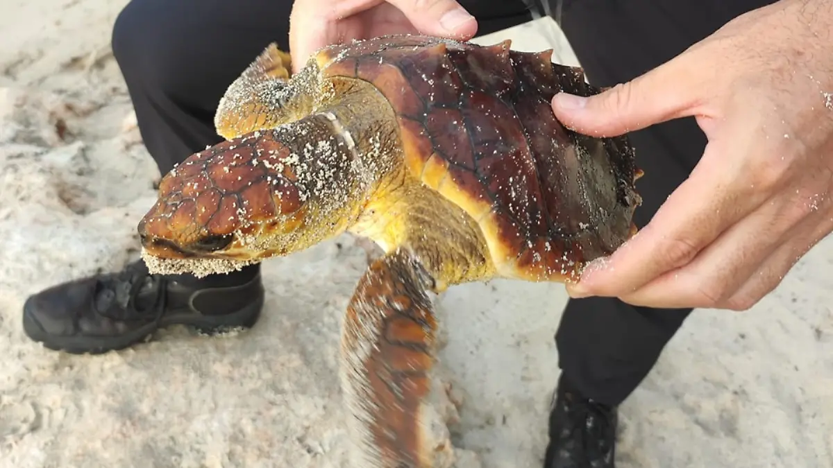 Eine Meeresschildkröte am Strand von Cala Millor.
