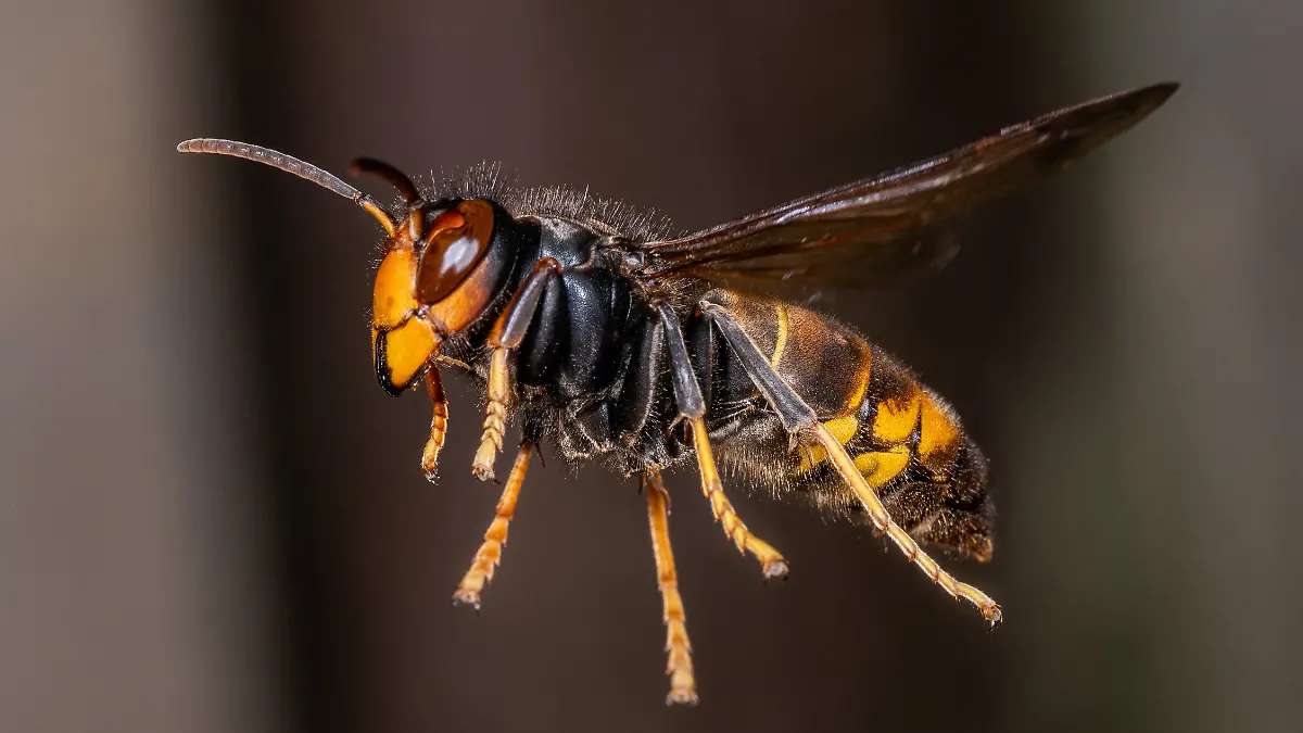 An Asian hornet, ( Vespa Velutina, Frelon Asiatique ) also known as the yellow-legged hornet is a species of hornet indigenous to Southeast Asia. It is of concern as an invasive species in some other countries, including most of Europe. Rosny sous Bois near Paris, France on August 15, 2024. Photo by Christophe Geyres/ABACAPRESS.COM