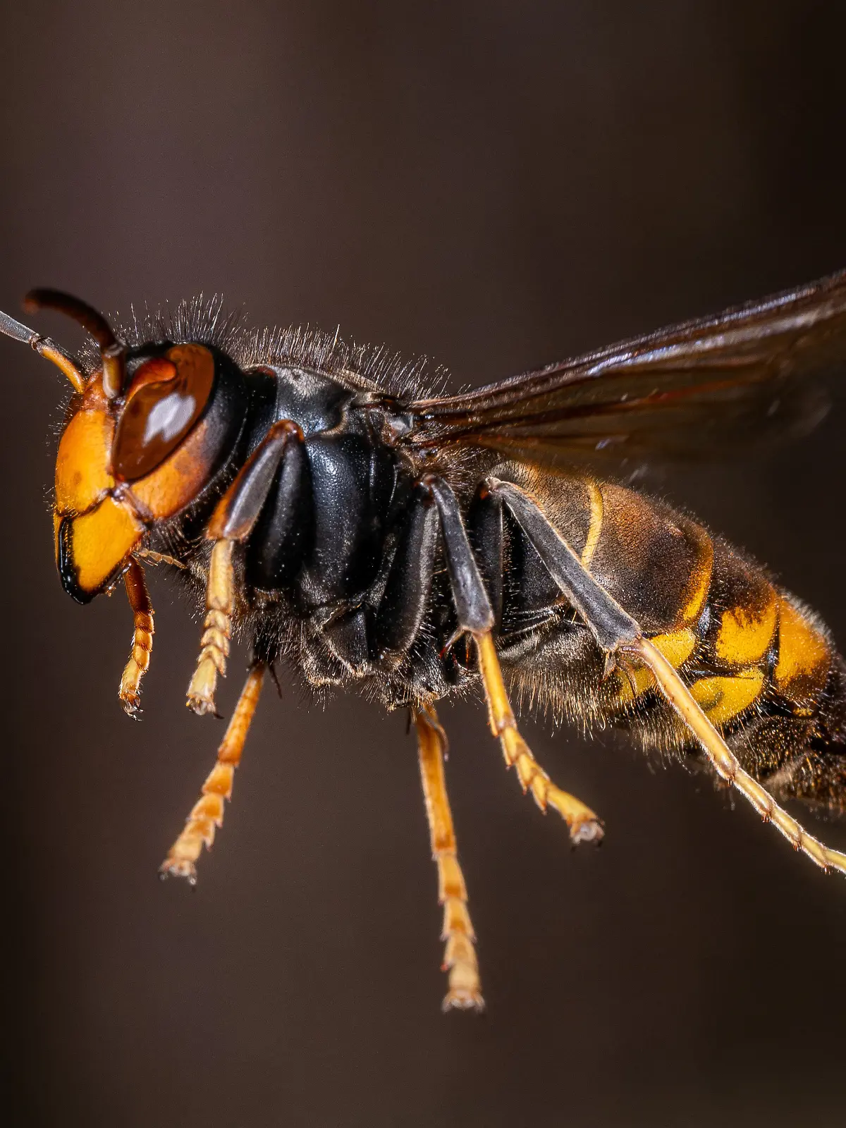 An Asian hornet, ( Vespa Velutina, Frelon Asiatique ) also known as the yellow-legged hornet is a species of hornet indigenous to Southeast Asia. It is of concern as an invasive species in some other countries, including most of Europe. Rosny sous Bois near Paris, France on August 15, 2024. Photo by Christophe Geyres/ABACAPRESS.COM