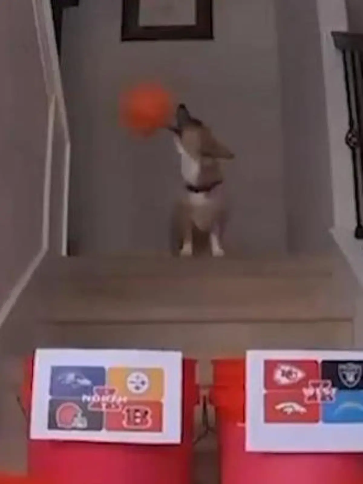 Bild zu: " Legendäres Tier-Orakel Steph Furry gibt Super-Bowl-Tipp ab"