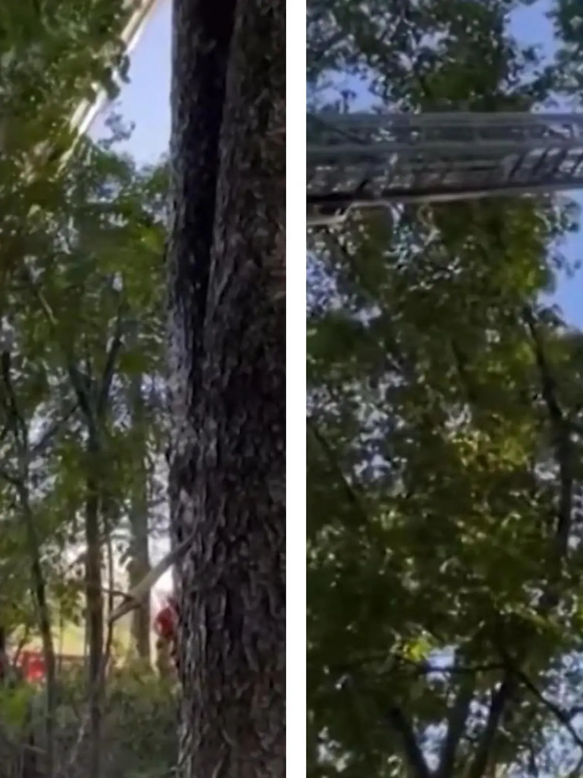 Zusammenstoß in der Luft! Fallschirmspringer landet in Baumkrone