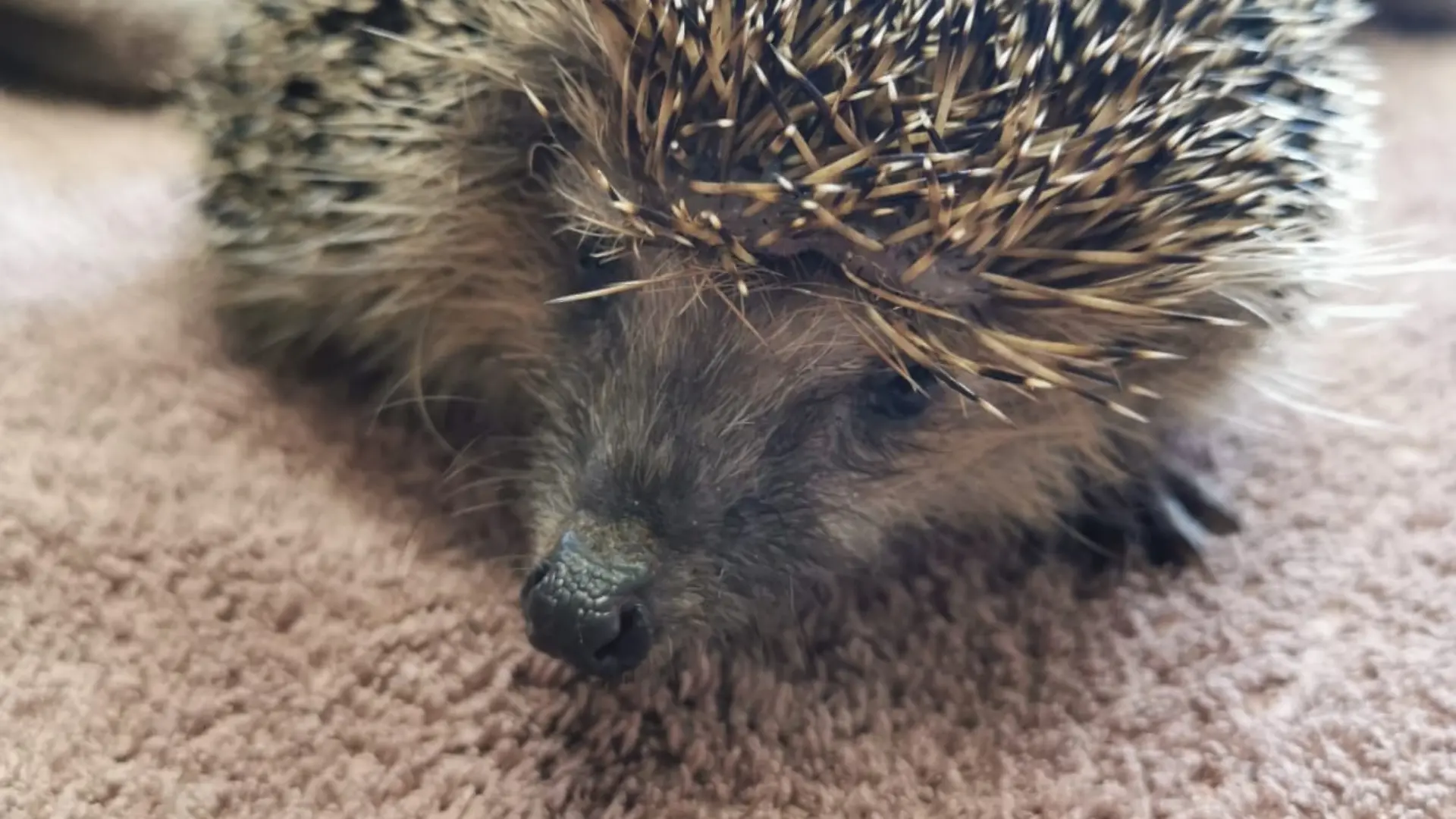 Einer der beiden Igel muss zur Beobachtung ins Tierheim.