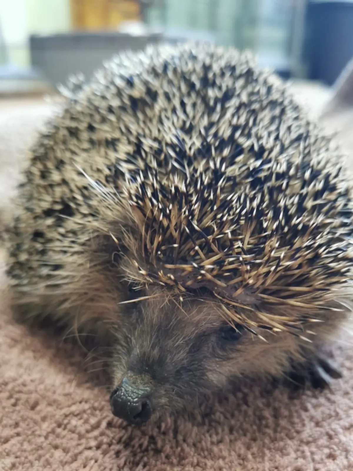 Einer der beiden Igel muss zur Beobachtung ins Tierheim.