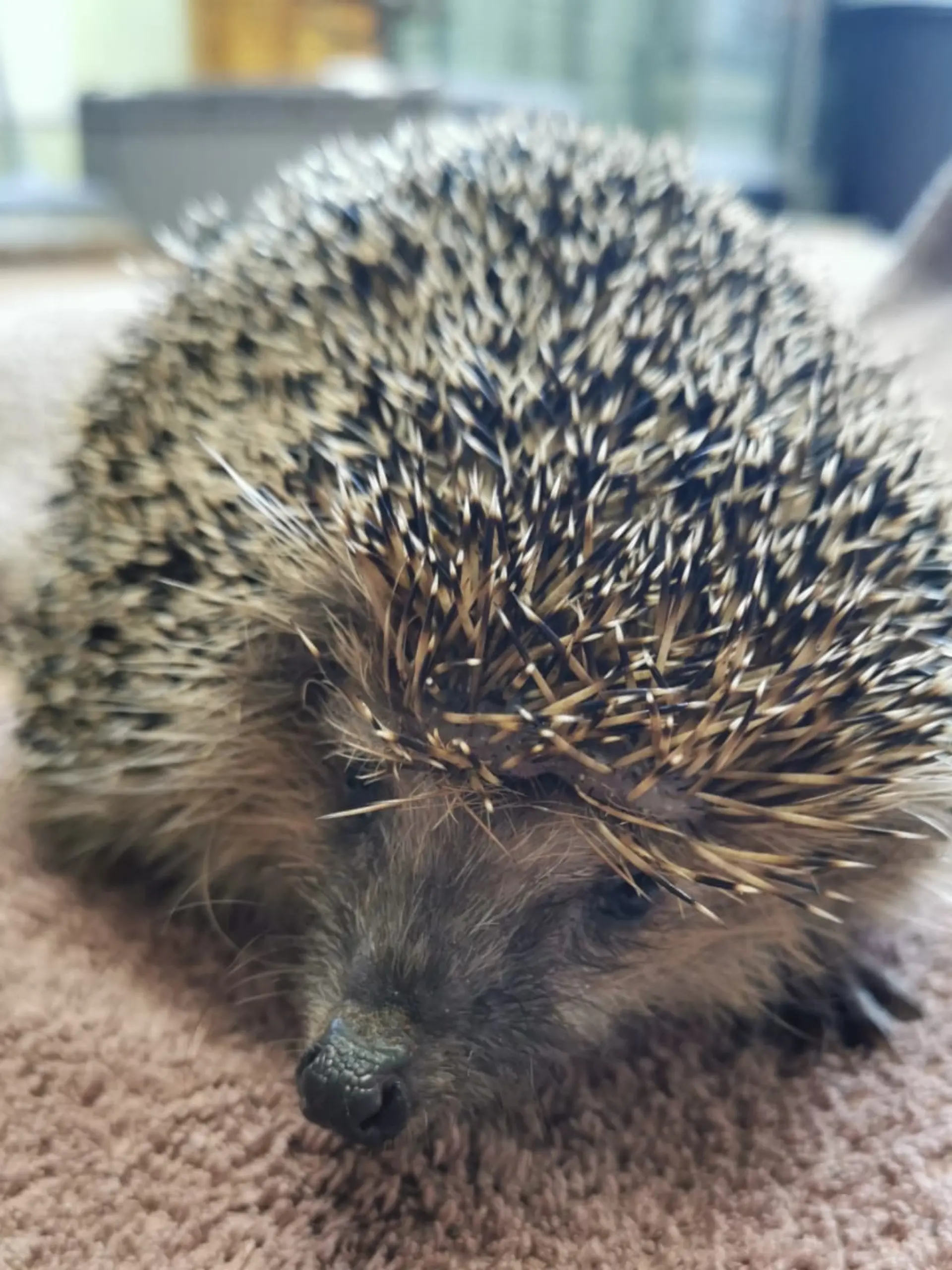 Einer der beiden Igel muss zur Beobachtung ins Tierheim.
