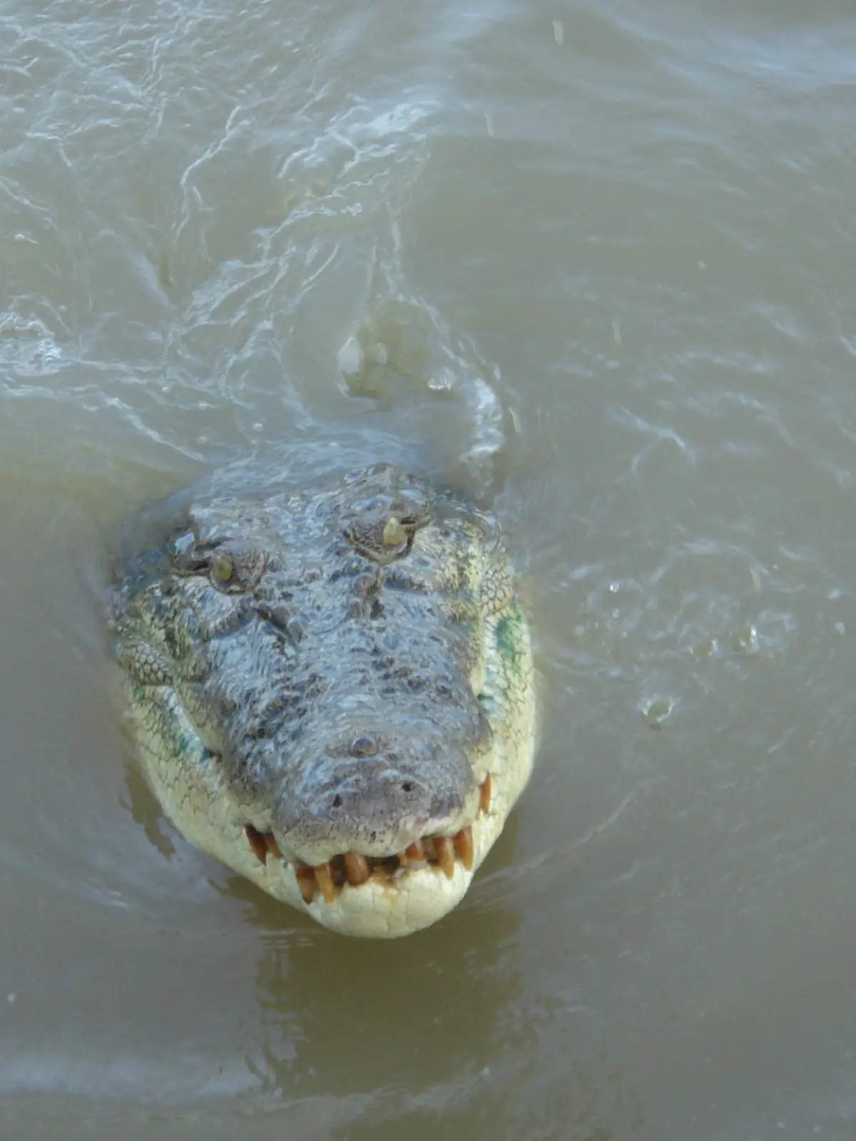 Krokodil im Northern Territory