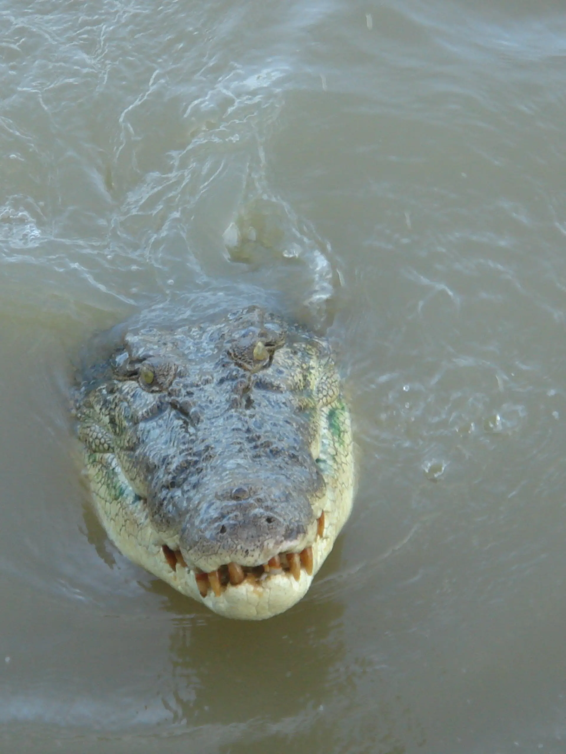 Krokodil im Northern Territory