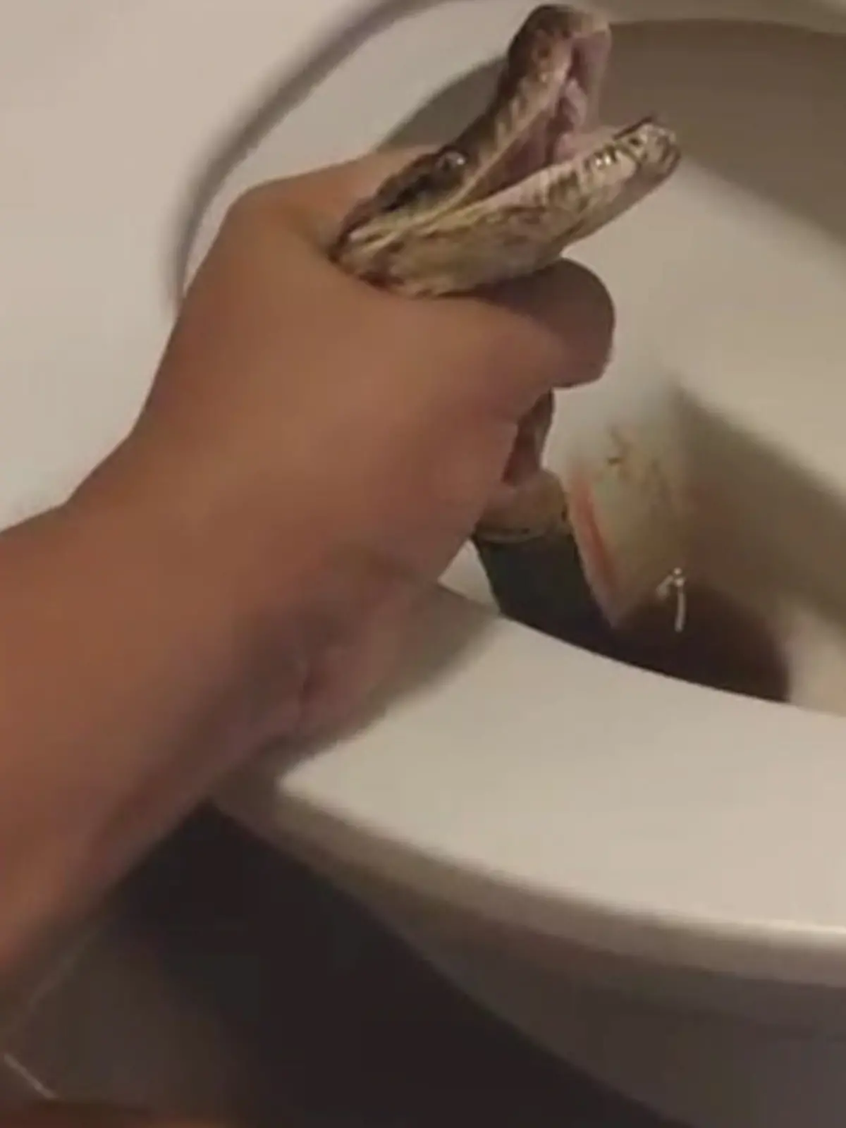 Bild zu: "Achtung blutig! Python beißt Mann fast die Hoden ab"