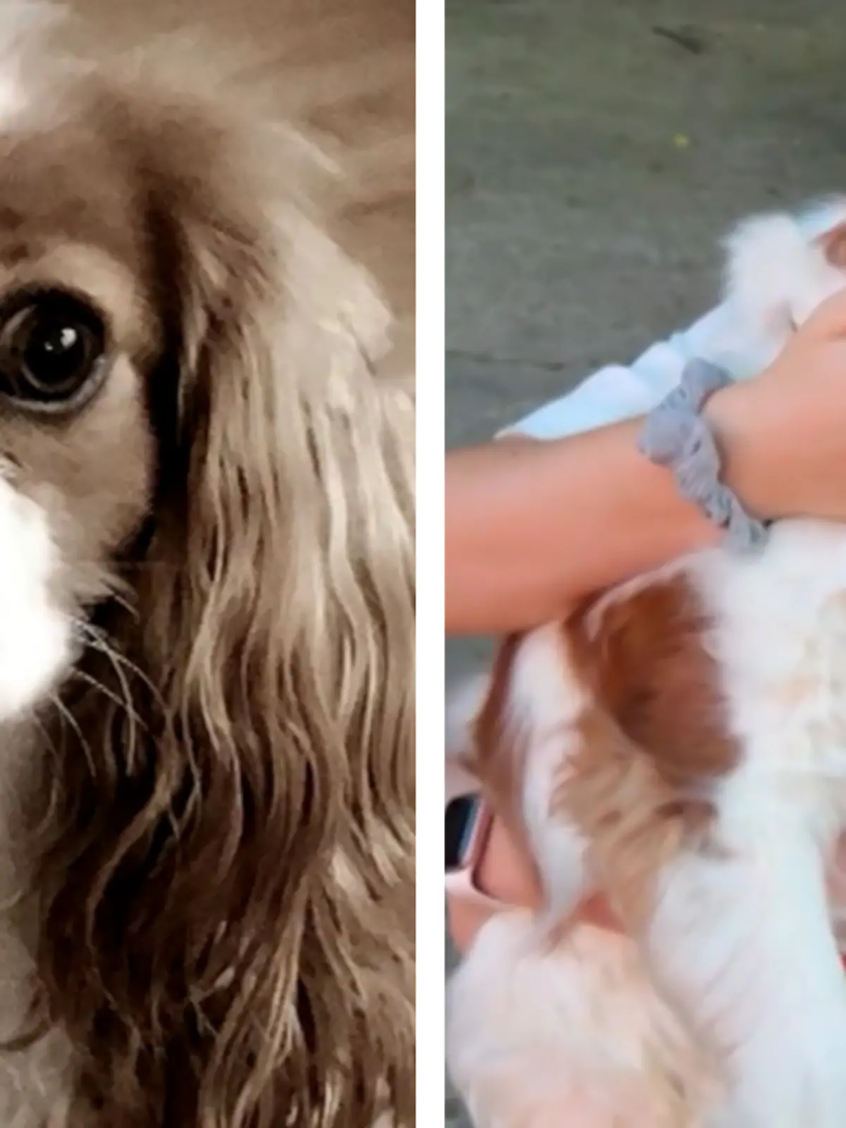 Bild zu: "Entlaufener Hund taucht nach drei Jahren wieder auf"