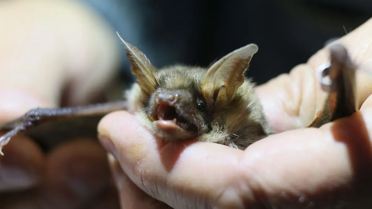 Mädchen stirbt nach Fledermausbiss 