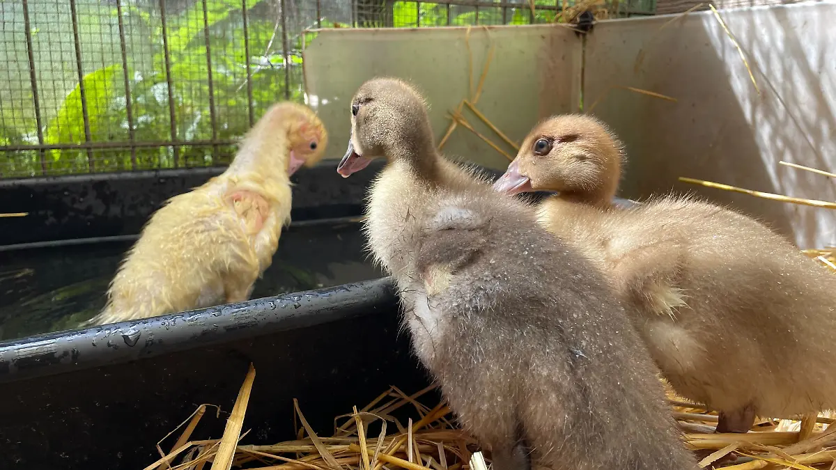 Derzeit wohnen die drei Warzenenten im Tierheim Lübeck.