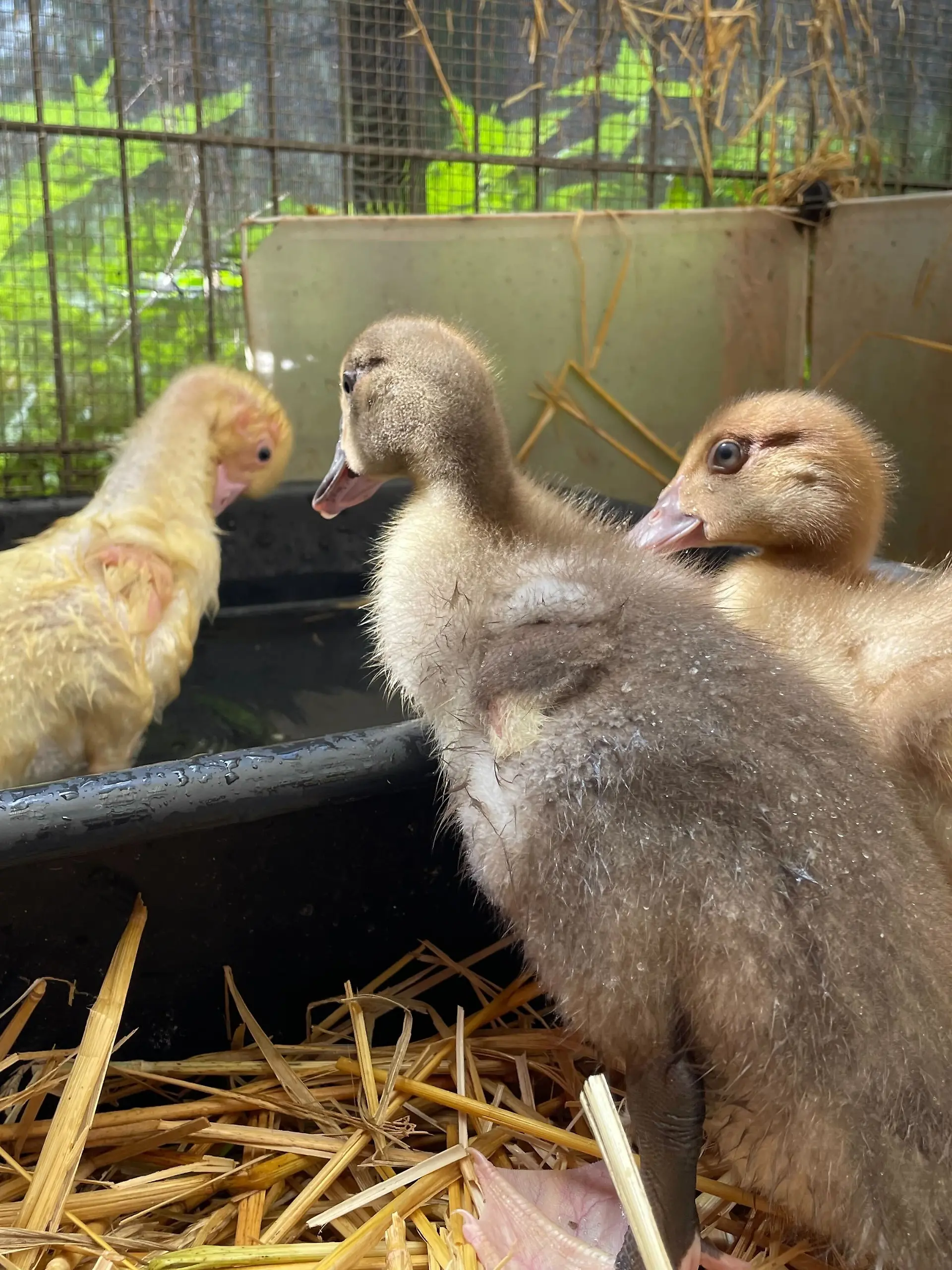 Derzeit wohnen die drei Warzenenten im Tierheim Lübeck.