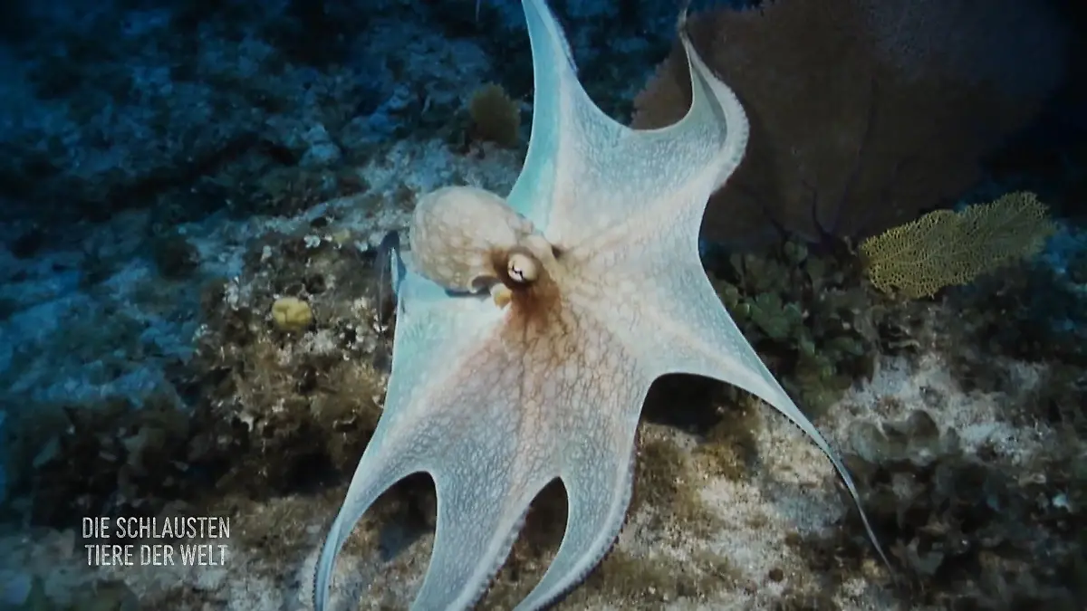 Können Kopffüßer mit der Haut sehen? Oktopus: Meister der Tarnung