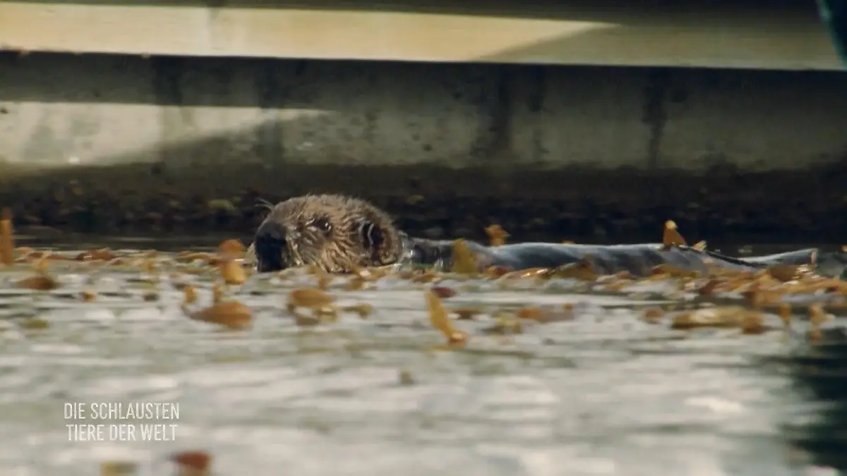 Seeotter nehmen Geiseln für Futter Kidnapping von Jungtieren