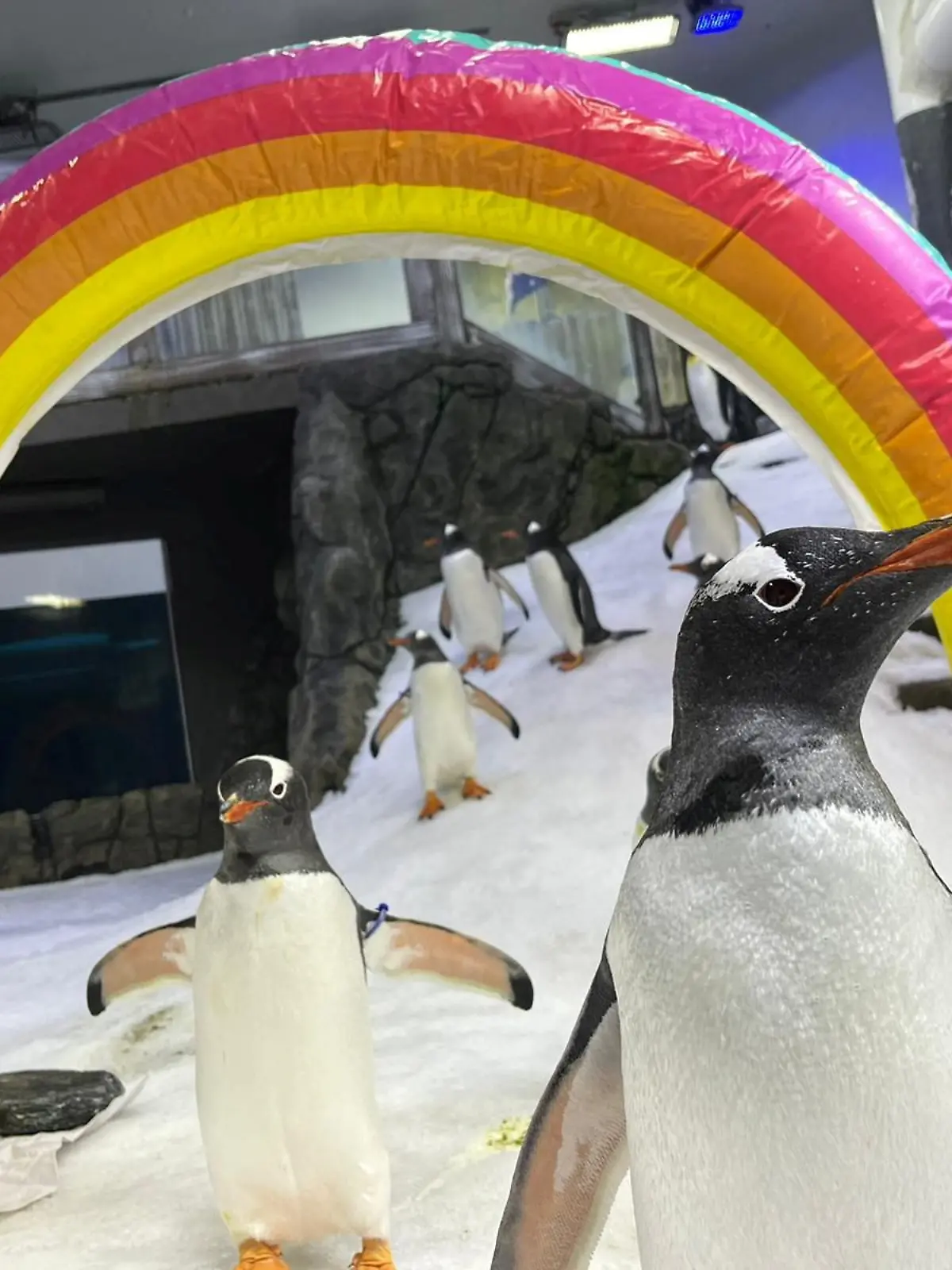 An undated handout photo shows gentoo penguins Sphen (R) and Magic, at Sea Life Sydney Aquarium