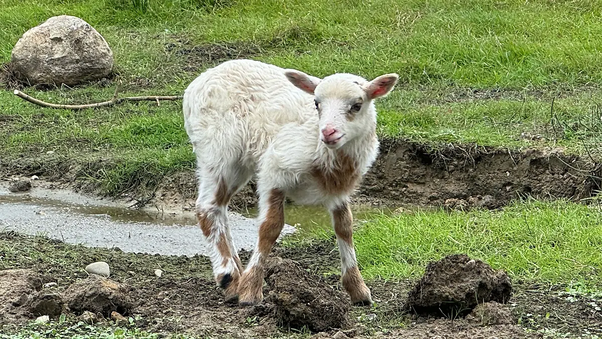 Mischwesen aus Schaf und Ziege in Flensburg