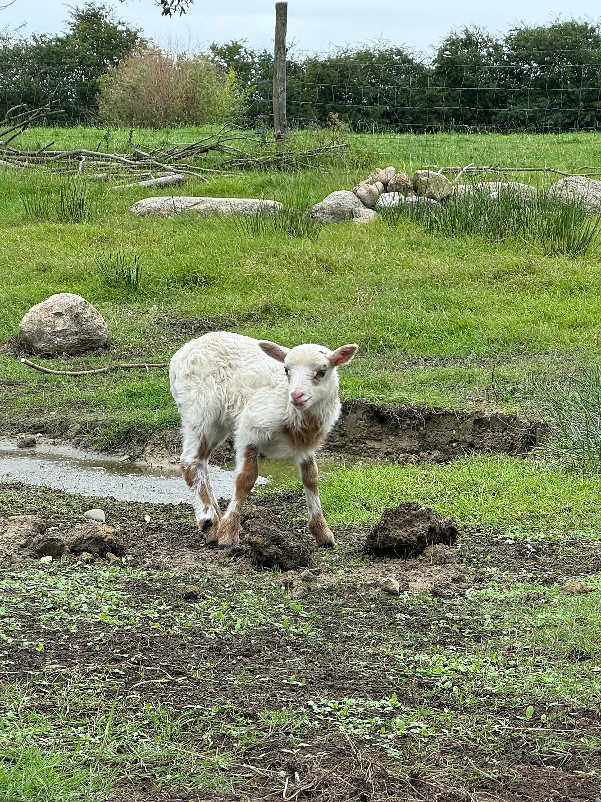 Bild zu: "Ist Jungtier Flumo Schaf, Ziege oder Schiege? "