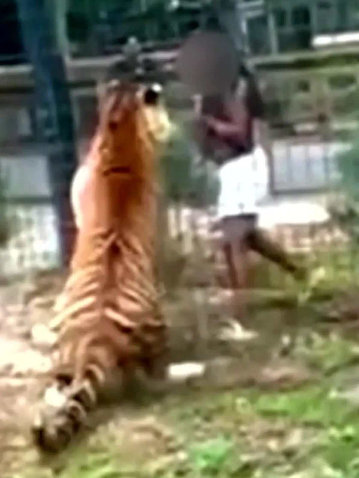 Bild zu: "Um Tiger zu streicheln! Zoo-Besucherin klettert einfach über Zaun "