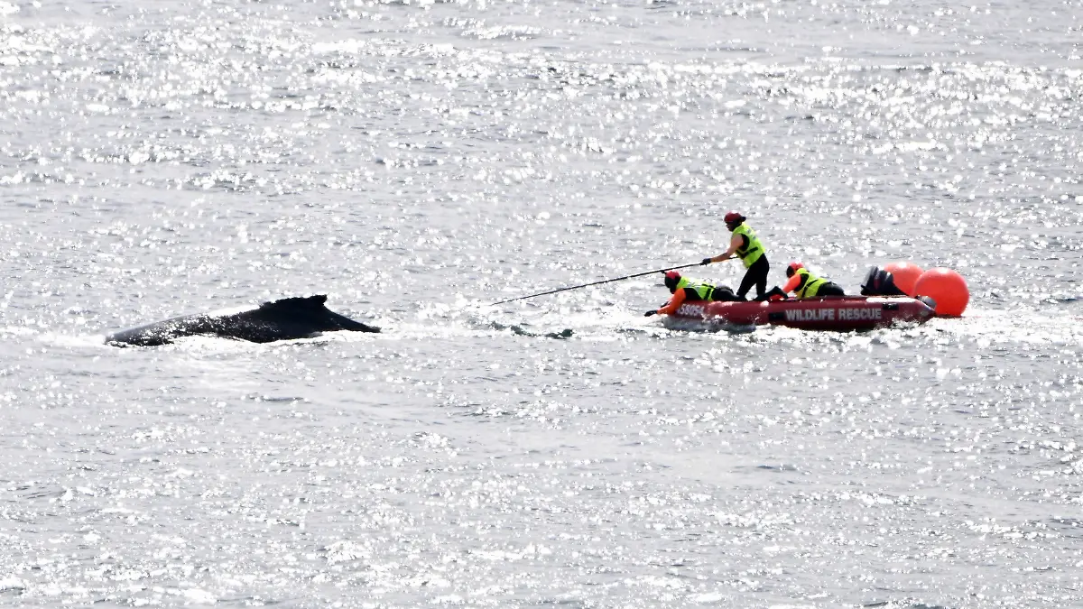 WHALE SYDNEY HARBOUR NETS RESCUE, An entangled whale is seen in Sydney Harbour, Friday, August 23, 2024. A young whale is swimming erratically around Sydney Harbour after becoming entangled in ropes with wildlife officers and rescuers attempting to free the mammal.