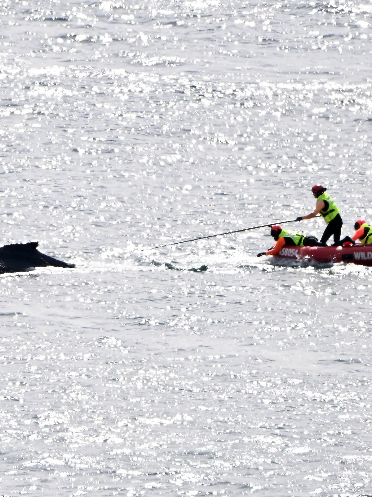 WHALE SYDNEY HARBOUR NETS RESCUE, An entangled whale is seen in Sydney Harbour, Friday, August 23, 2024. A young whale is swimming erratically around Sydney Harbour after becoming entangled in ropes with wildlife officers and rescuers attempting to free the mammal.