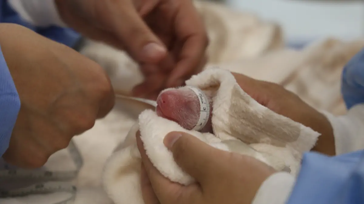 Kaum zu glauben, aber wahr: Aus diesem winzigen rosa Baby wird hoffentlich bald ein großer, flauschiger Panda