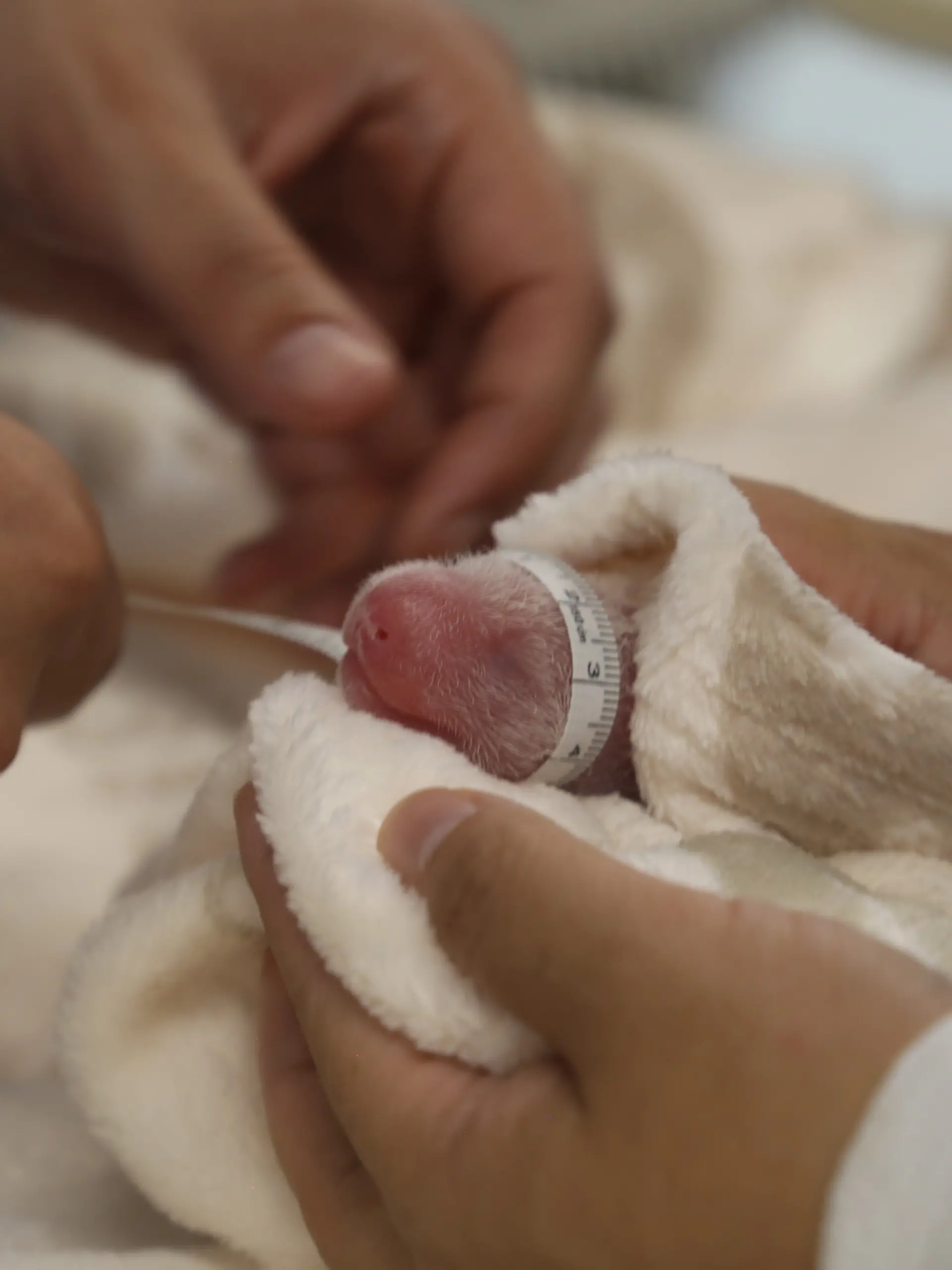 Kaum zu glauben, aber wahr: Aus diesem winzigen rosa Baby wird hoffentlich bald ein großer, flauschiger Panda