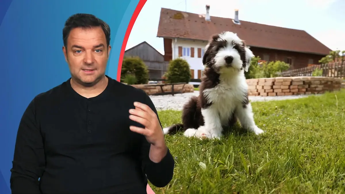 Bobtail-Welpe Balu verbreitet Angst und Schrecken Martin Rütter schlägt Alarm