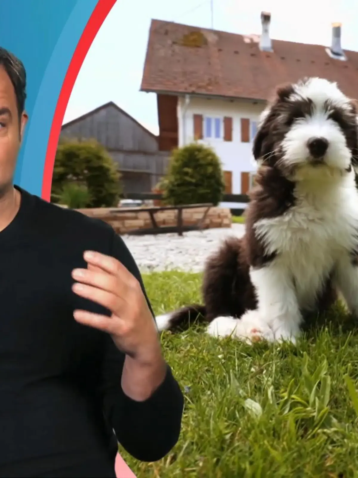 Bild zu: "Bobtail-Welpe Balu verbreitet Angst und Schrecken"