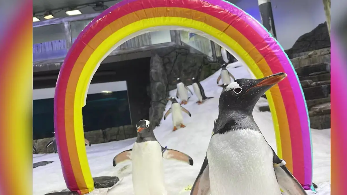 Er war eine Ikone der Liebe Trauer um Pinguin Sphen