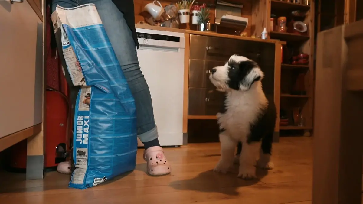 Bobtail-Welpe Balu hat seine Familie schon im Alter von wenigen Wochen fest im Griff.