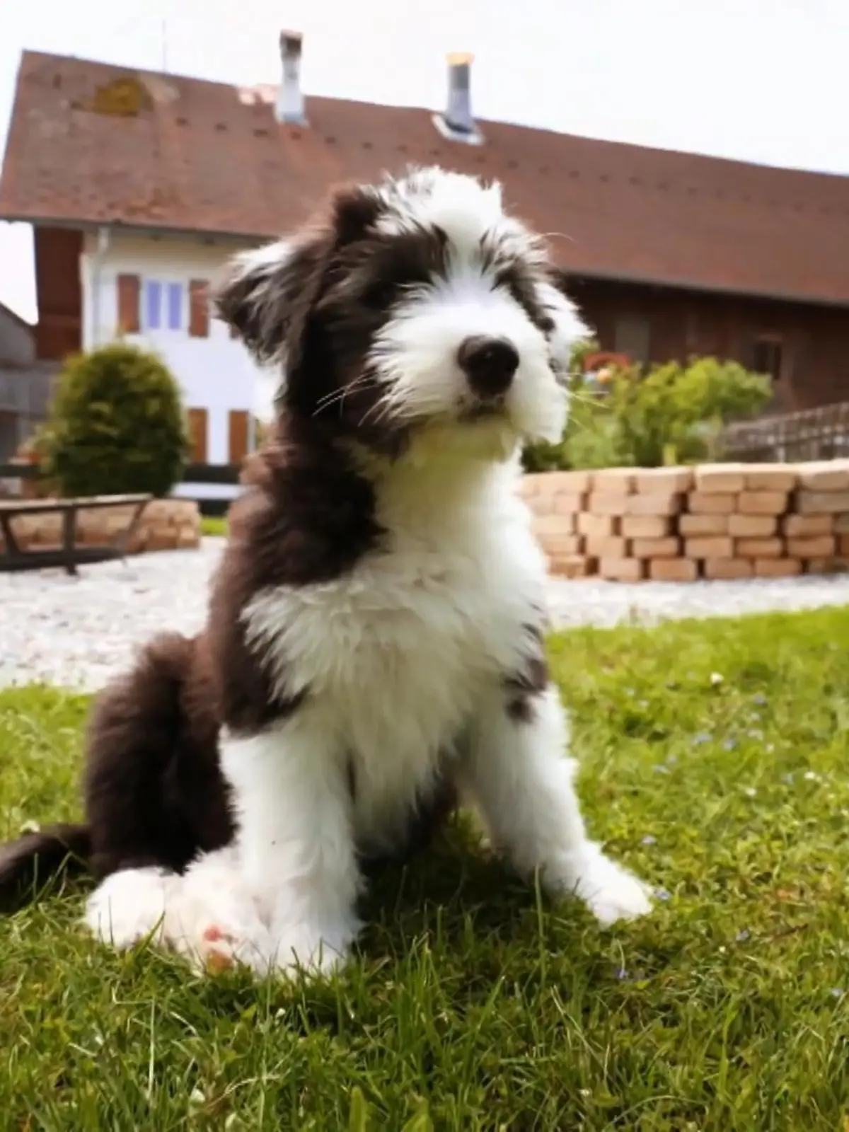 Bobtail-Welpe Balu sorgt für Angst und Schrecken – da muss Martin Rütter helfen.