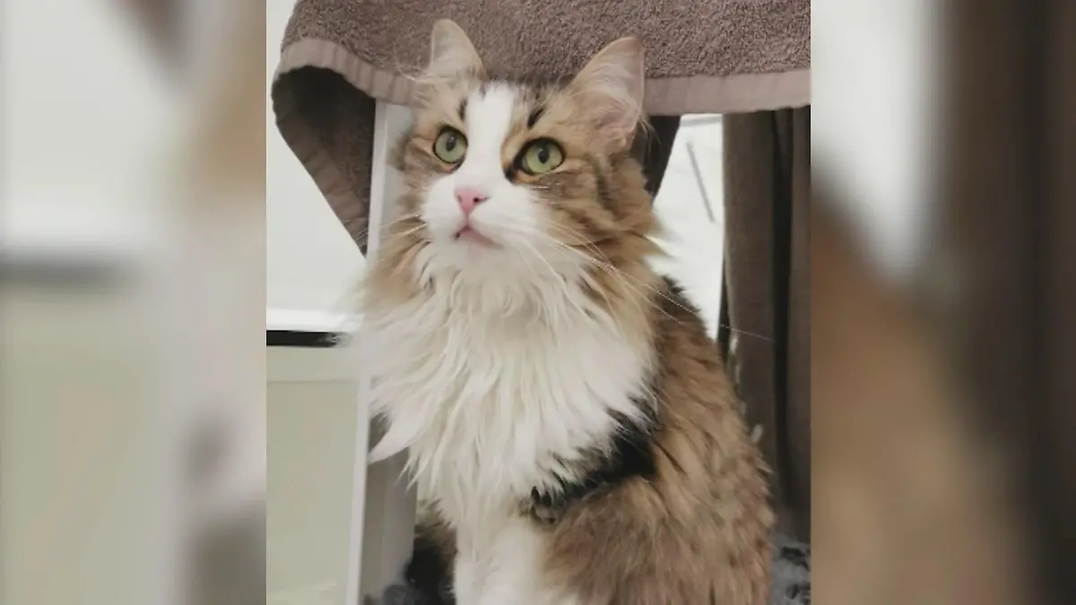 Kater Neko ist jetzt im Katzenhimmel