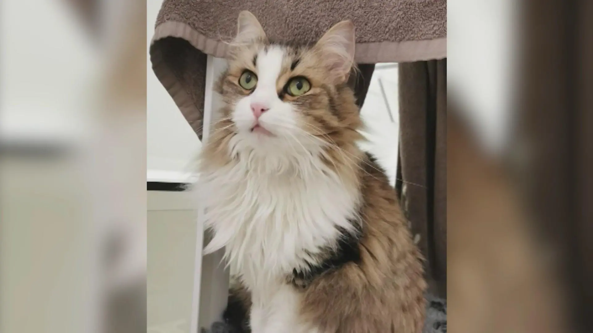 Kater Neko ist jetzt im Katzenhimmel
