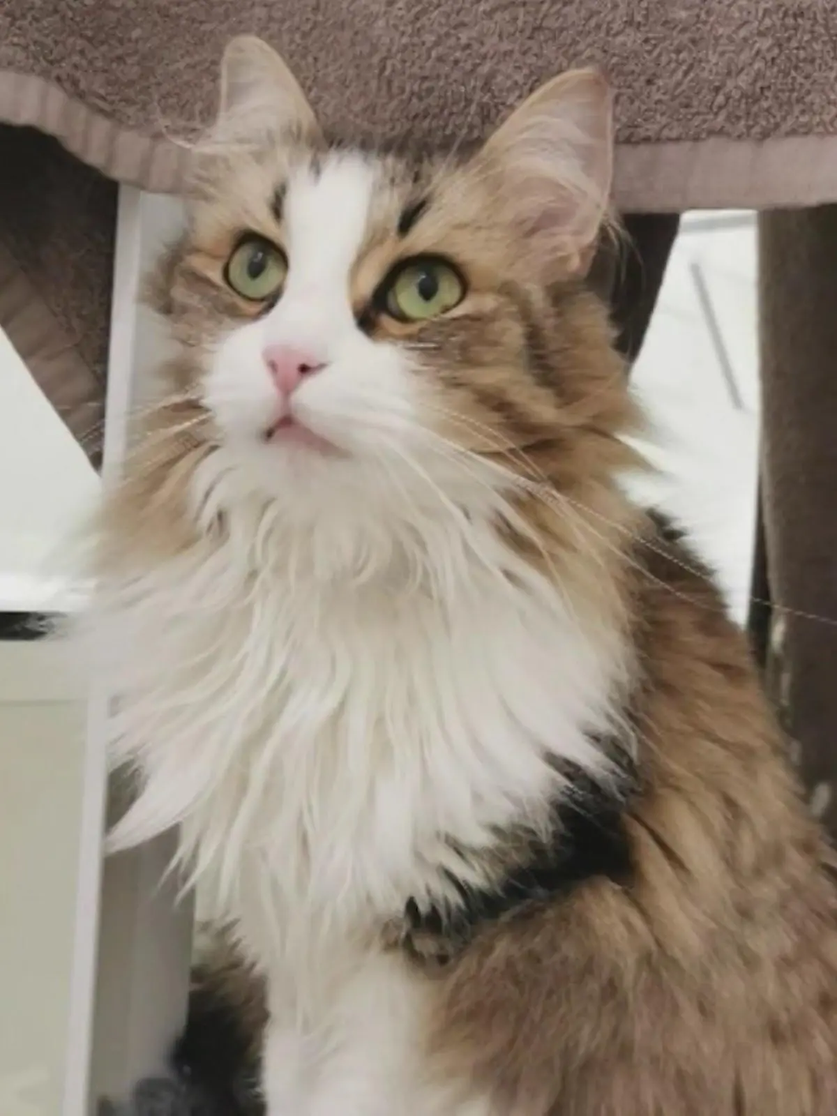 Kater Neko ist jetzt im Katzenhimmel