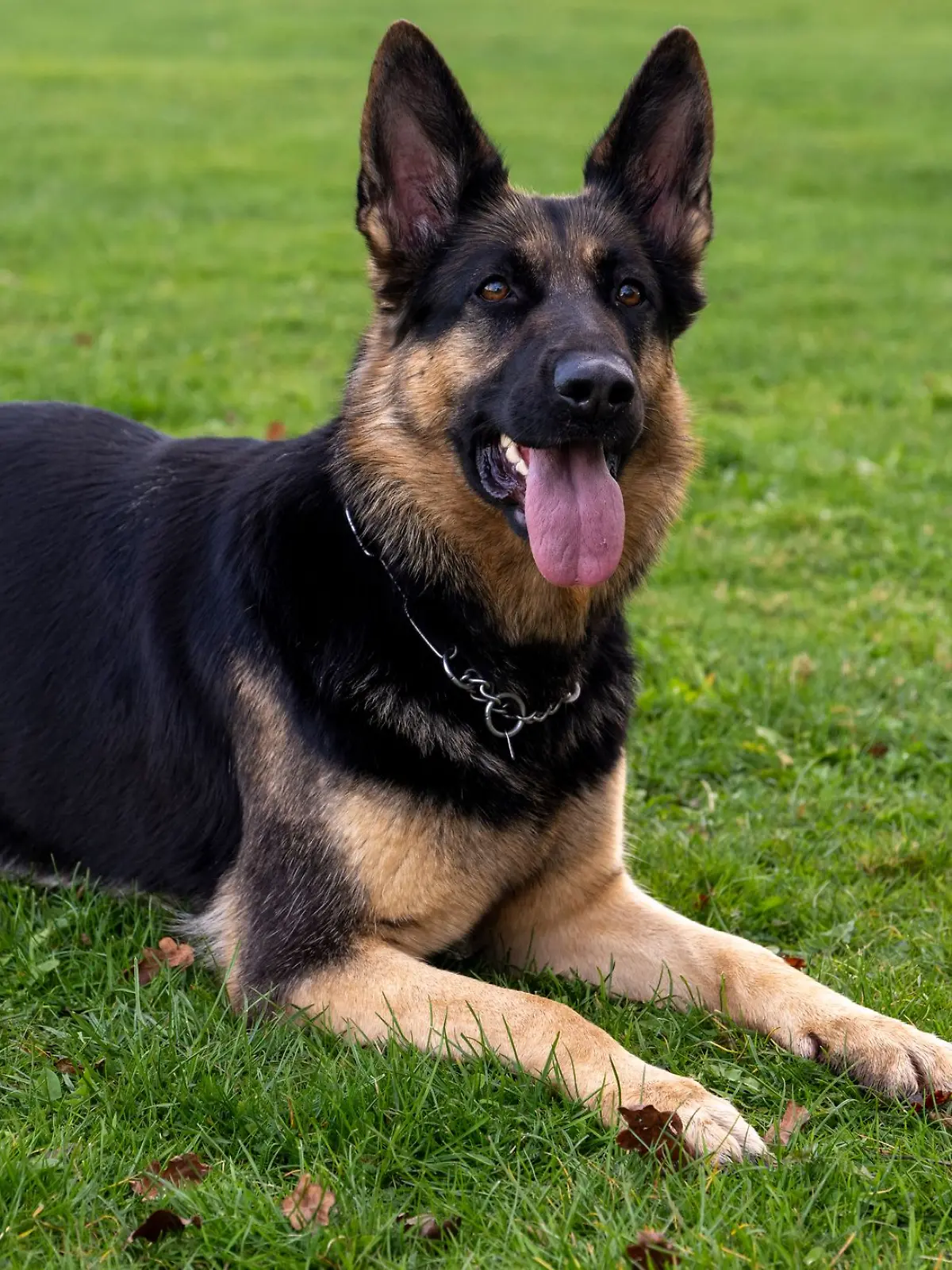 Bild zu: "Touristin stopft Schäferhund in Schließfach, um seelenruhig Schloss Neuschwanstein zu besichtigen"