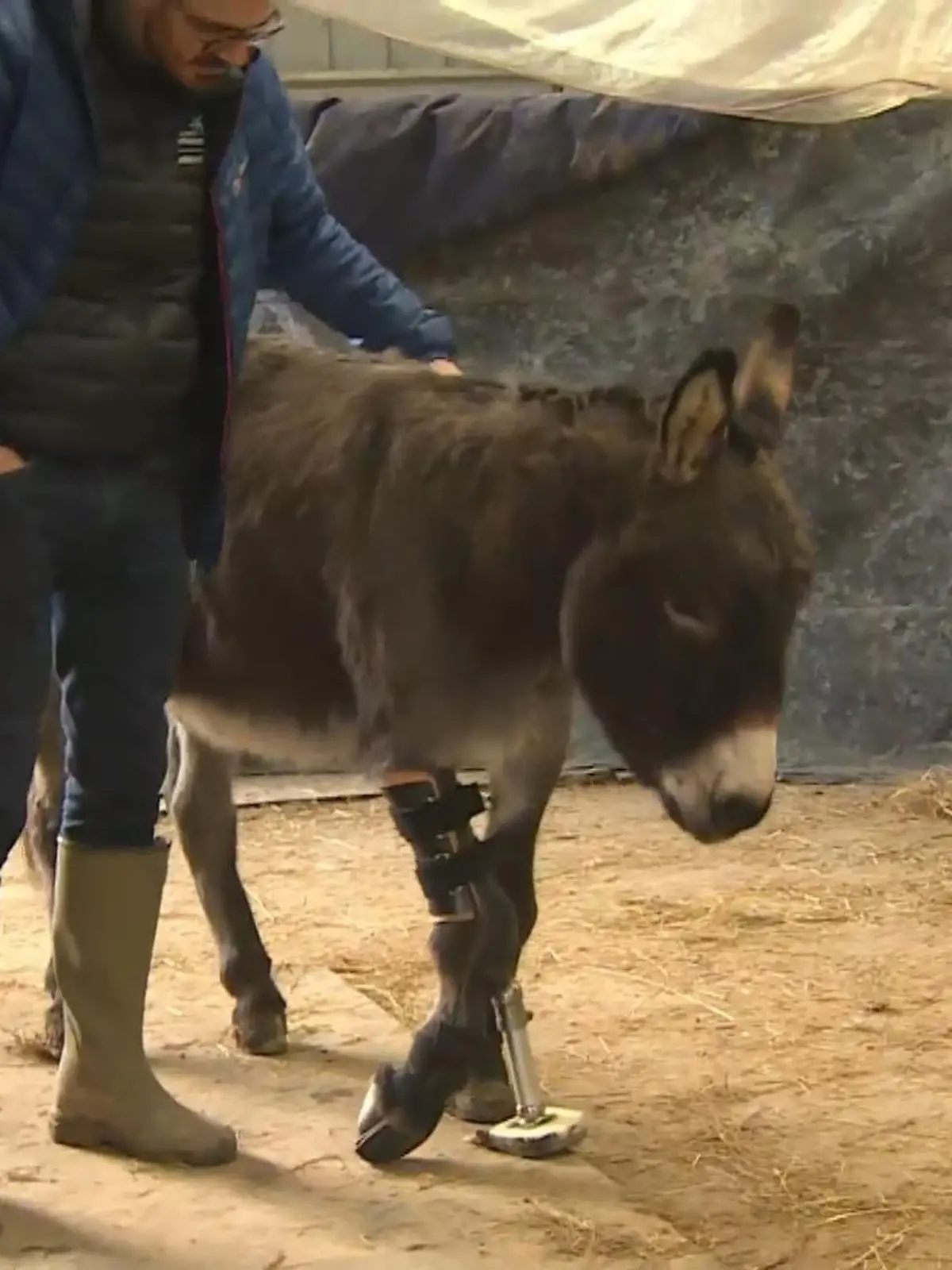 Esel Tommy litt wegen seines Beines unter starken Schmerzen. Die Besitzer wurden bereits vor die Wahl gestellt, ob sie das Tier nicht besser einschläfern lassen sollten. Doch das kam gar nicht in die Tüte! Eine Beinprothese, die ein Orthopäde extra für Tommy angefertigt hat, sorgt jetzt für ein neues Lebensgefühl.