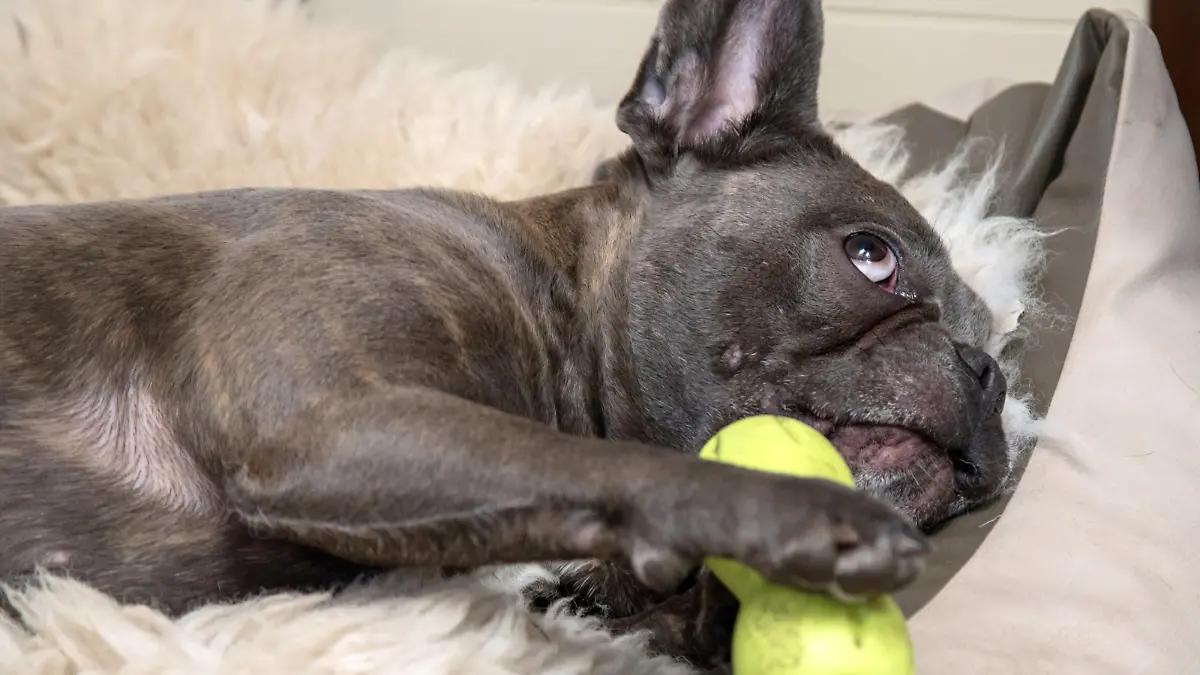 Eine franzoesische Bulldogge liegt am 02.04.2019 in einer Wohnung in Hamburg in einem Koerbchen und spielt mit seinem Spielzeug. Foto: Christin Klose