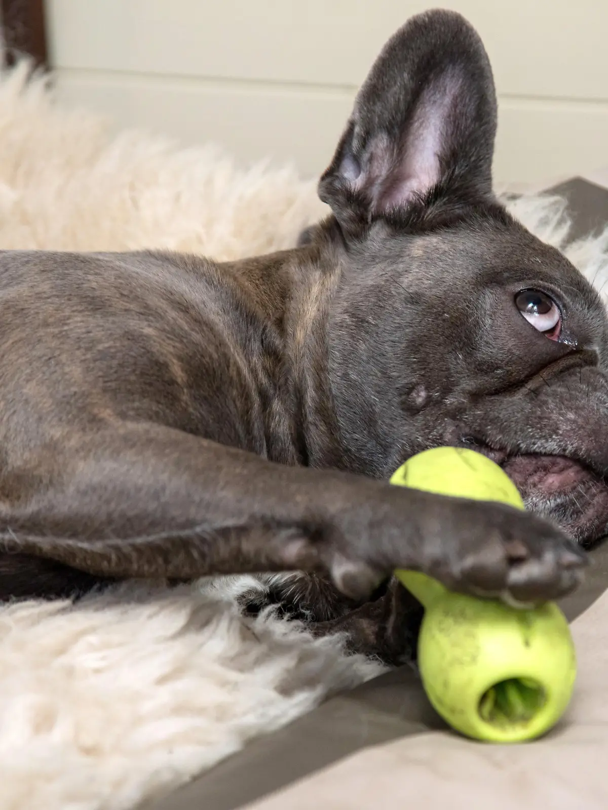 Eine franzoesische Bulldogge liegt am 02.04.2019 in einer Wohnung in Hamburg in einem Koerbchen und spielt mit seinem Spielzeug. Foto: Christin Klose