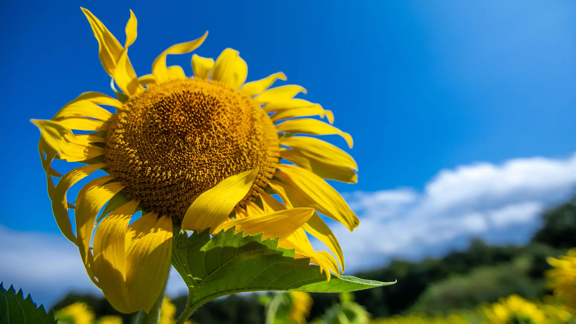 Eine Sonnenblume steht auf einem Acker. Wechselhaft mit Sonnenschein, Regenschauern und kräftigem Wind zeigt sich das Sommerwetter derzeit in Norddeutschland.