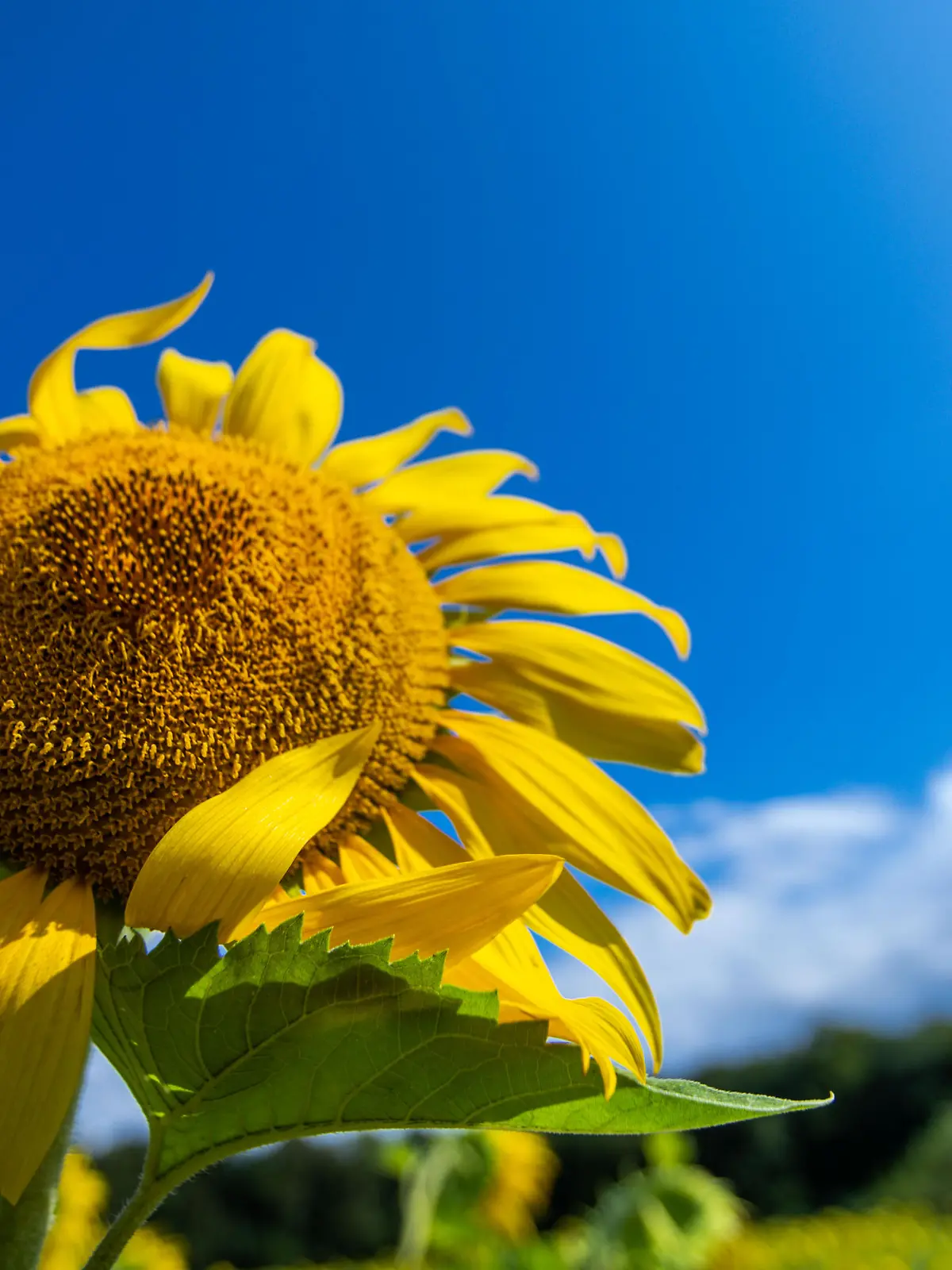 Eine Sonnenblume steht auf einem Acker. Wechselhaft mit Sonnenschein, Regenschauern und kräftigem Wind zeigt sich das Sommerwetter derzeit in Norddeutschland.