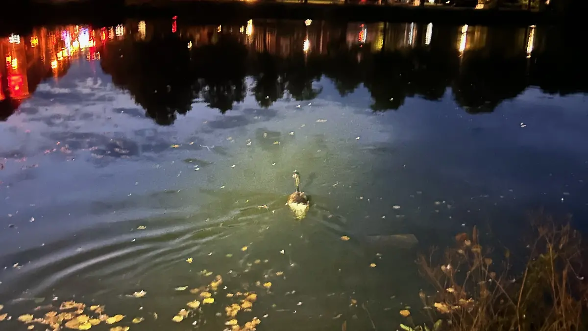 Schließlich entlassen die Beamten den Vogel wieder frei.