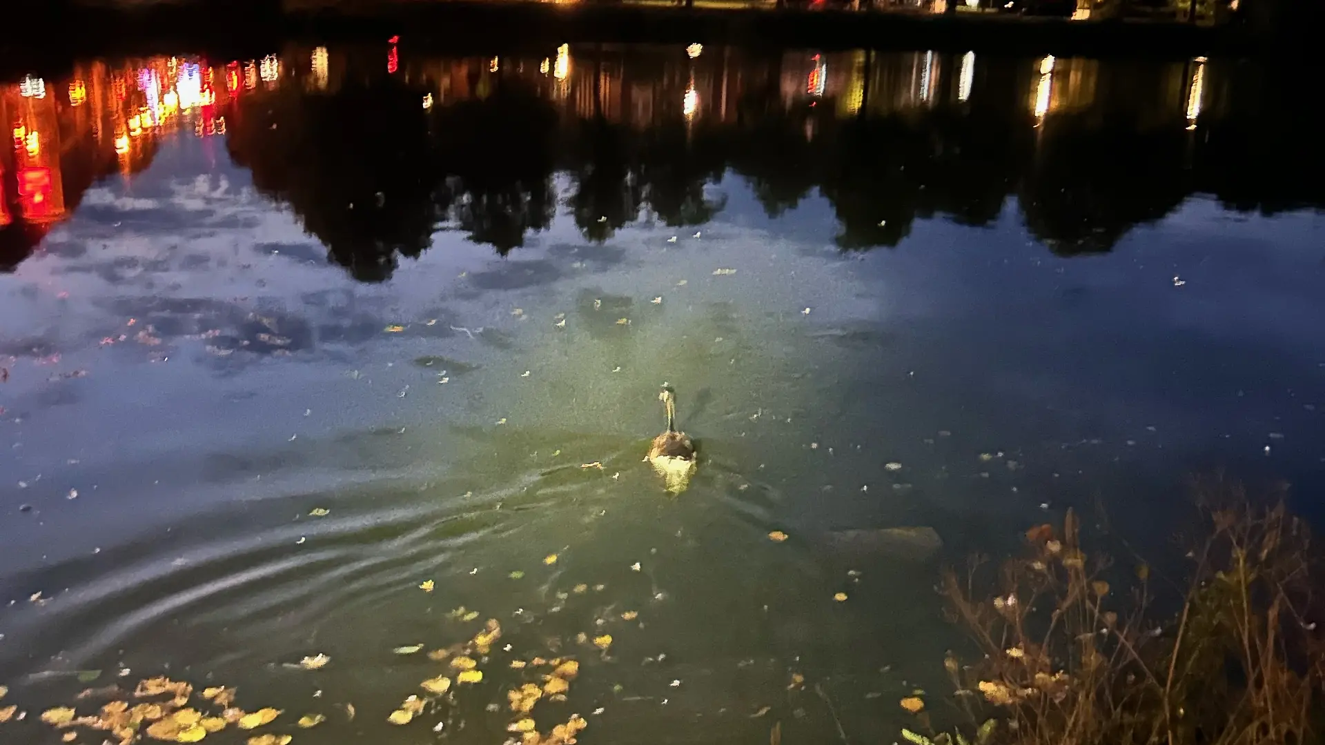 Schließlich entlassen die Beamten den Vogel wieder frei.