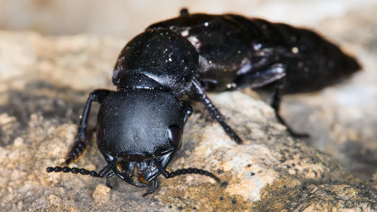 Schwarzer Moderkäfer auf einem Stein