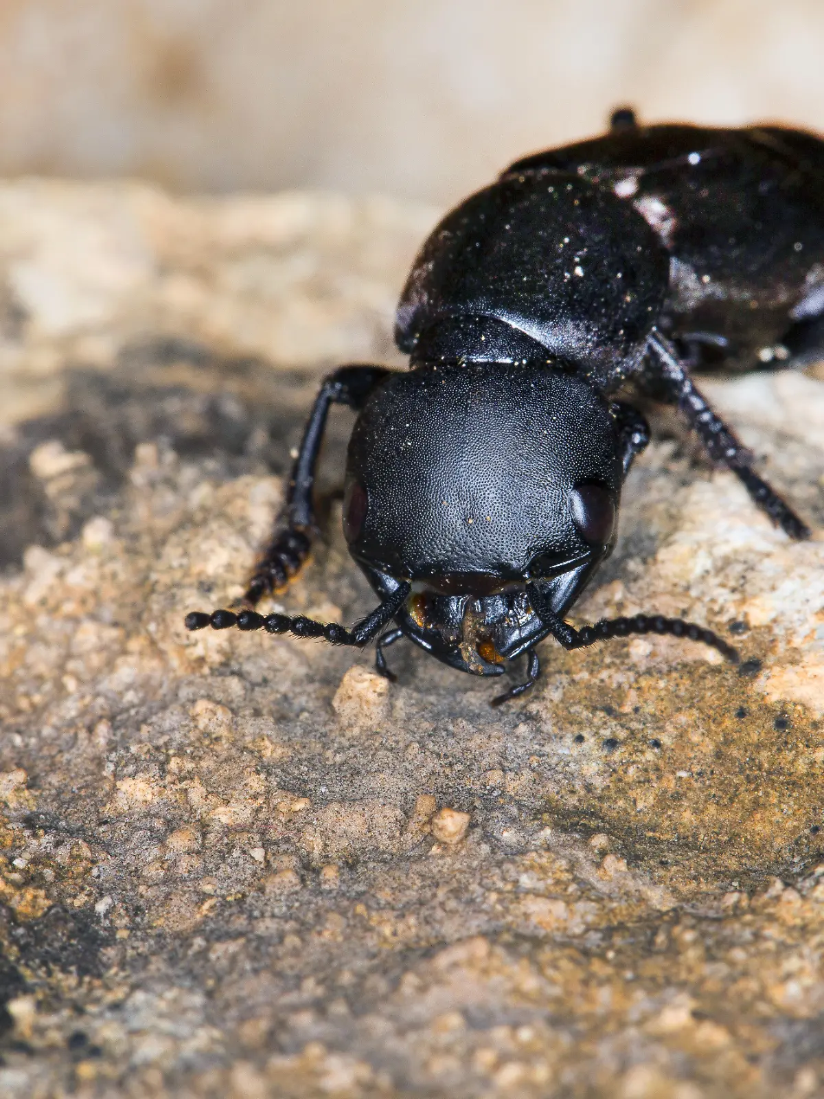 Schwarzer Moderkäfer auf einem Stein