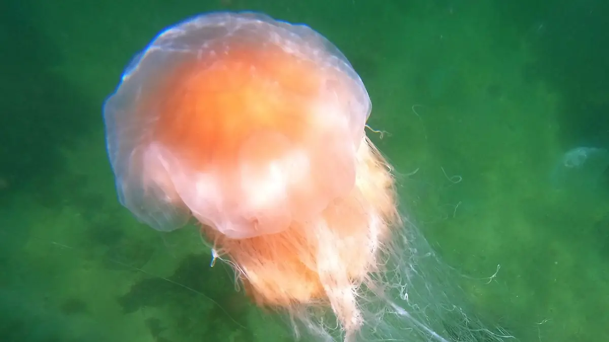 Mehr als 200 Badegäste haben am Wochende vor Scharbeutz Bekanntschaft mit den Tentakeln der Tiere gemacht. (Symbolbild)