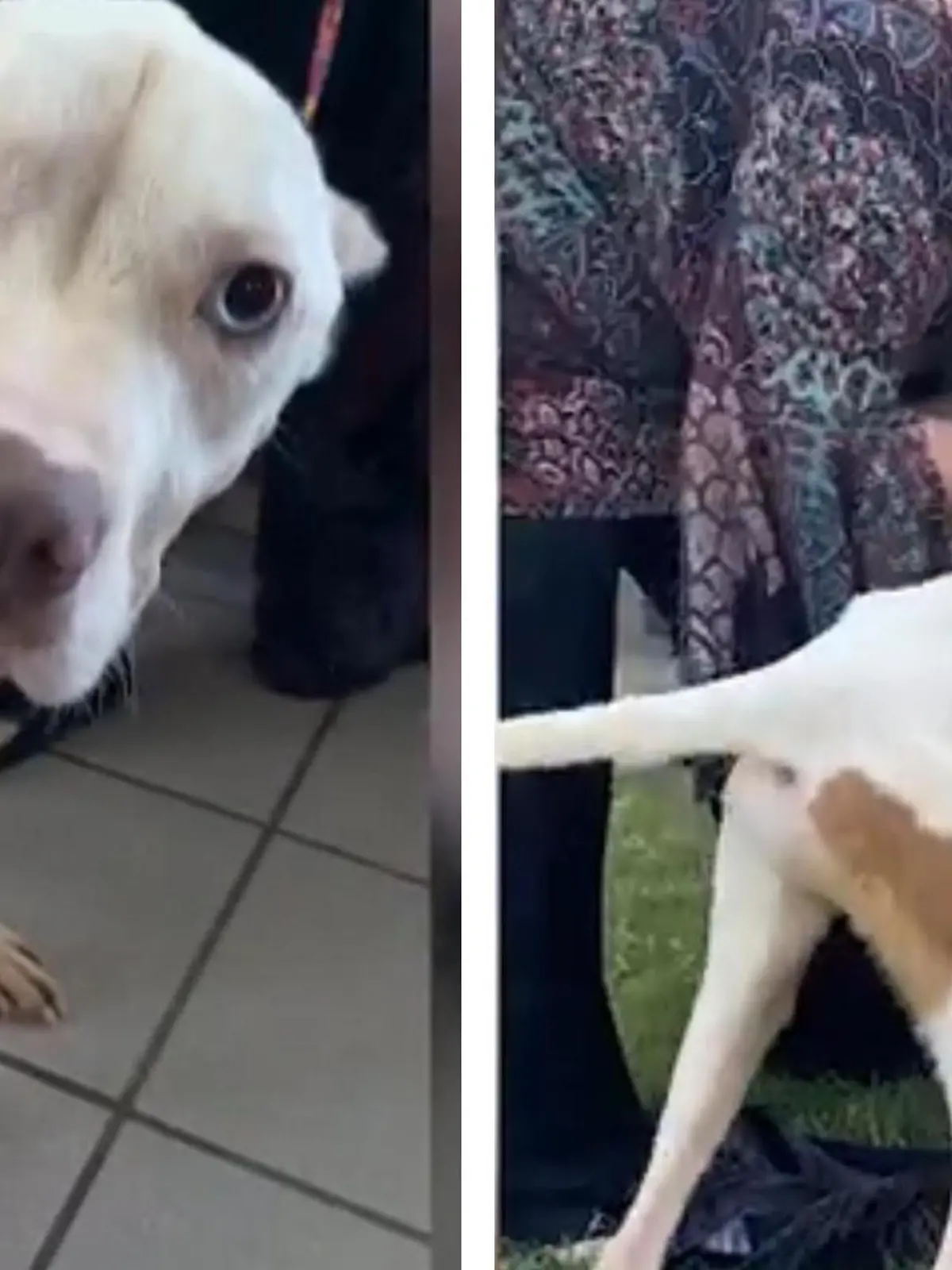 Eigentlich soll Dingo (5) an diesem Tag eingeschläfert werden - doch im letzten Moment entscheidet sich eine Familie für ihn. Nach drei Jahren kommt der süße Pitbull endlich aus dem Tierheim. Wie er darauf reagiert, könnt ihr im Video sehen!
