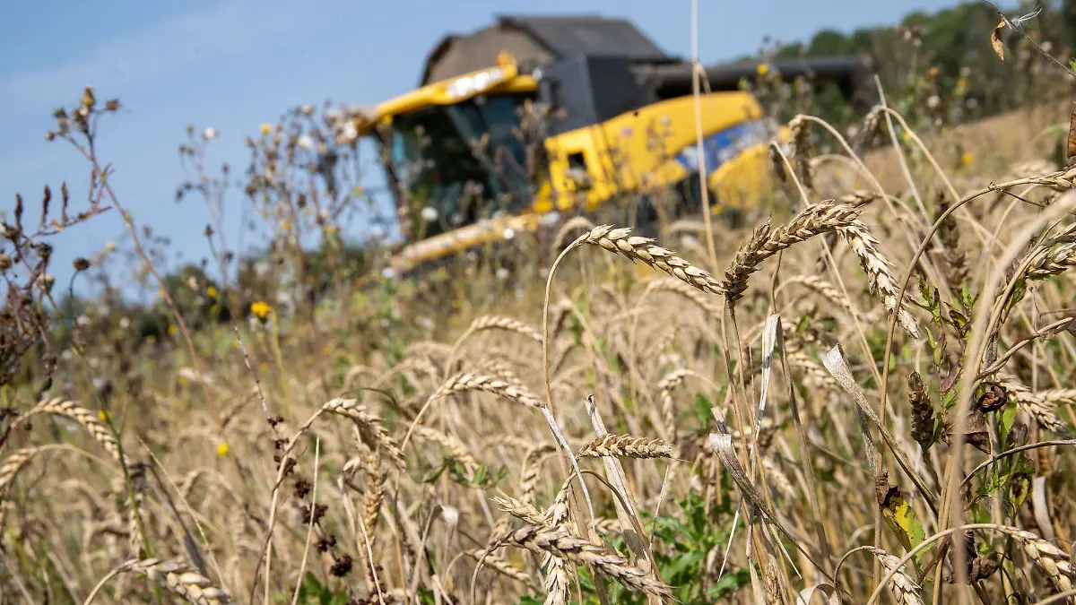 Auf der Hälfte der Getreidefelder bauen die bayerischen Landwirte Winterweizen an.