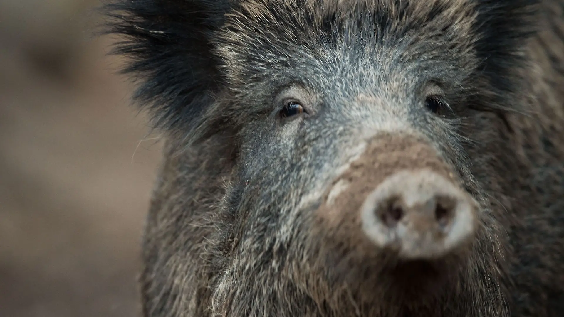 Die Afrikanische Schweinepest ist in Sachsen-Anhalt noch nicht nachgewiesen worden. (Archivfoto)
