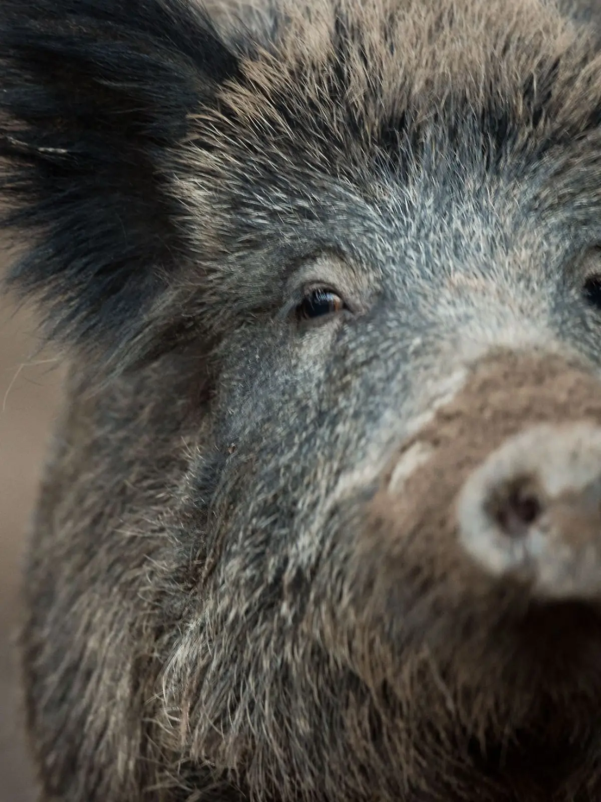 Bild zu: "Wildschwein beißt Jungen (9) in die Genitalien"